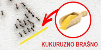 3 bezopasna načina da se rešite insekata u kući