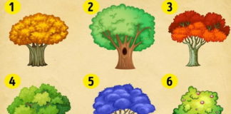 Izaberite drvo i saznajte kakve promene vas očekuju u novoj godini