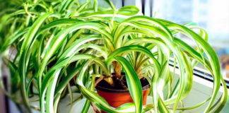Hlorofitum-sobna biljka koju treba da ima svaka kuća