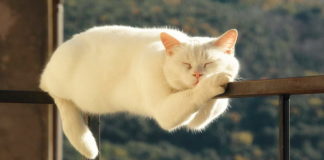 7 lenjih zapovesti – najbolji saveti za radoholičare