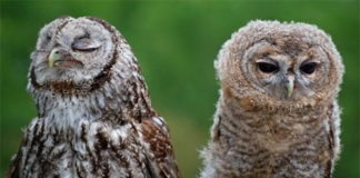 Zašto pametni ljudi nikada ne mogu da se uvrede