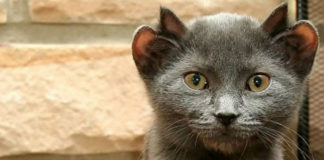 Mačak po imenu Joda rodio se s dva para ušiju