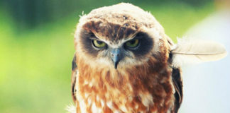 Rezervna snaga u čoveku