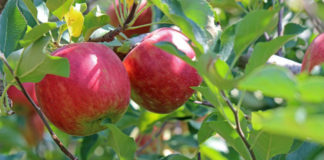 Priča o jabuci. Ili zašto vas ne cene i sav vaš trud uzimaju zdravo za gotovo