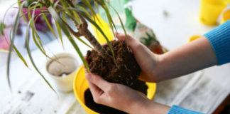 Povoljni dani za presađivanje sobnih biljaka po lunarnom kalendaru do kraja 2020. godine