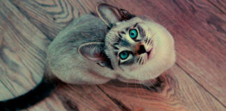 Mačka – indikator karme