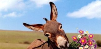 Mudra priča o umeću preživljavanja