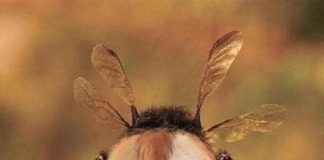 Budite pčele. Bez obzira na veličinu krila, letite i uživajte u životu!