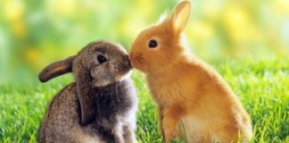 Priča o toksičnosti i inteligenciji