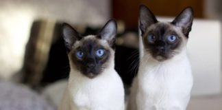 Uvek saslušaju, razumeju i nikad ne osude