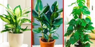 Ove biljke smanjuju vrućinu u kući – rashladite se na prirodan način!