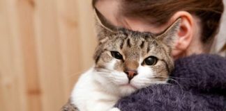 Zašto ljudi vole mačke?