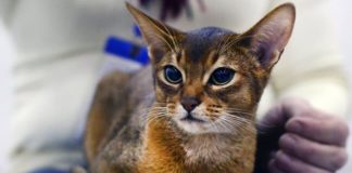 Žene koje vole mačke: Jako su odgovorne i imaju veliko srce