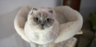 10 razloga zašto bi trebalo da imate mačku u kući