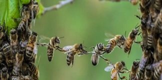 Pčele proglašene najvažnijim bićima na planeti bez kojih nema života