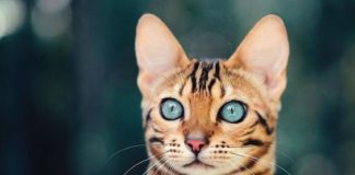 Kako mačke mogu pozitivno uticati na vaš um, telo i dušu