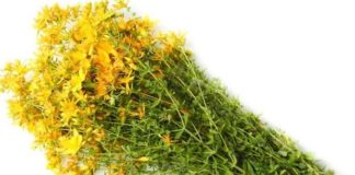 Čaj od kantariona protiv nervoze, valunga i depresije