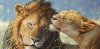 Kratka priča o lavu i biku: Zašto bik ima rogove, a lav ne