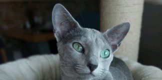 Zašto je Ruska Plava mačka postala omiljeni izbor za kućnog ljubimca?